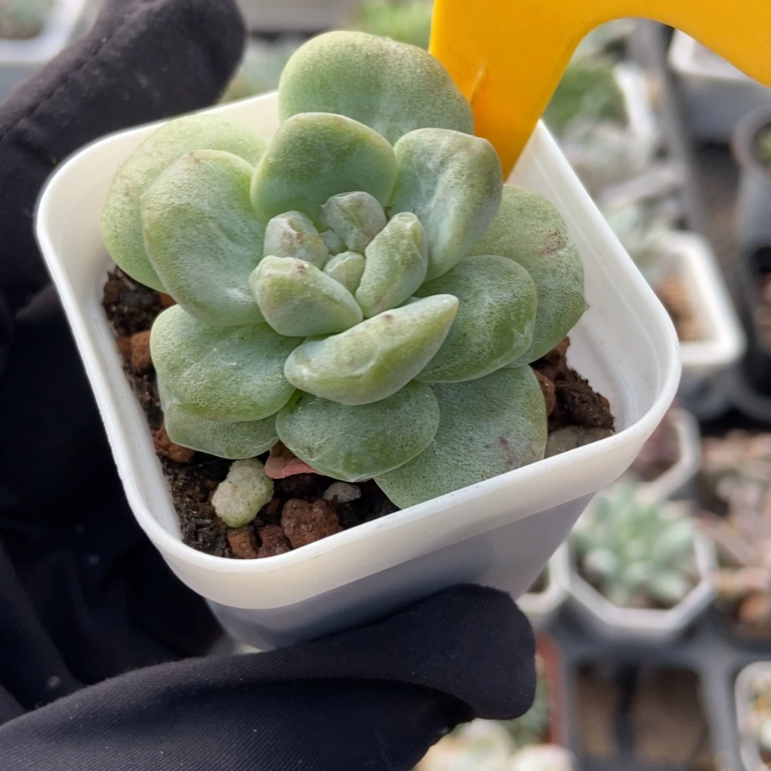 565冰玉石化多肉植物