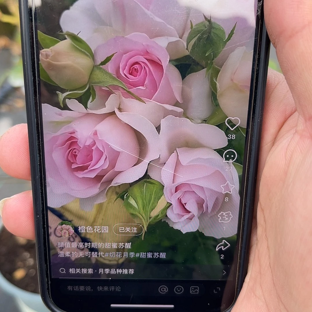 无花朵———-甜蜜苏醒 福利款大苗