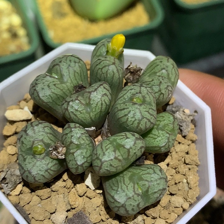 精品多肉植物送奶杂交