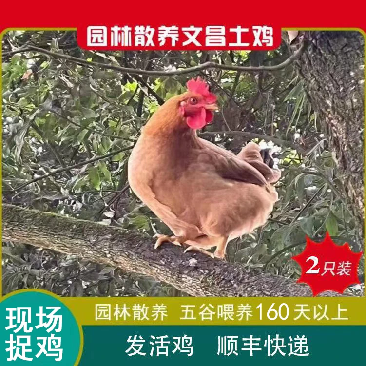 （2只装）180天活鸡农家文昌鸡五谷杂粮喂养毛重6.5斤