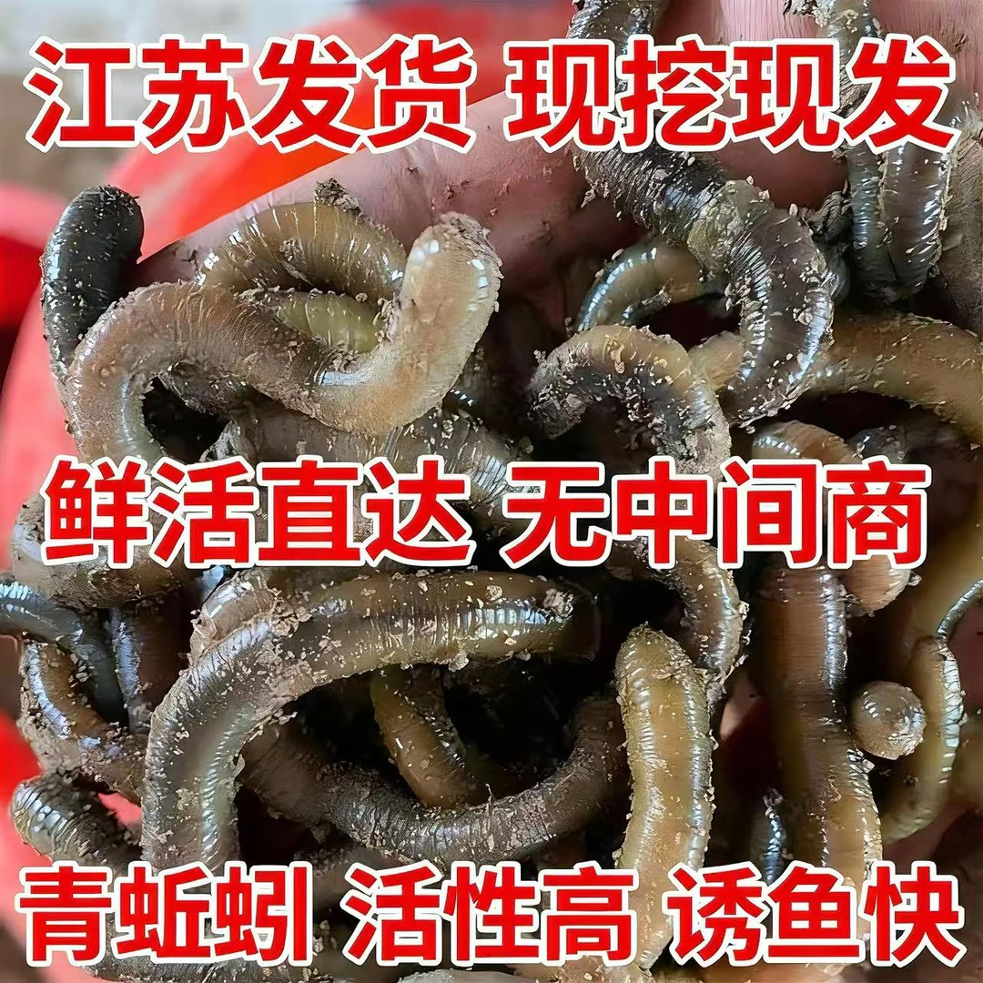 鲜活青黑蚯蚓特大味浓适合钓黄鳝野钓鲶鱼的活饵