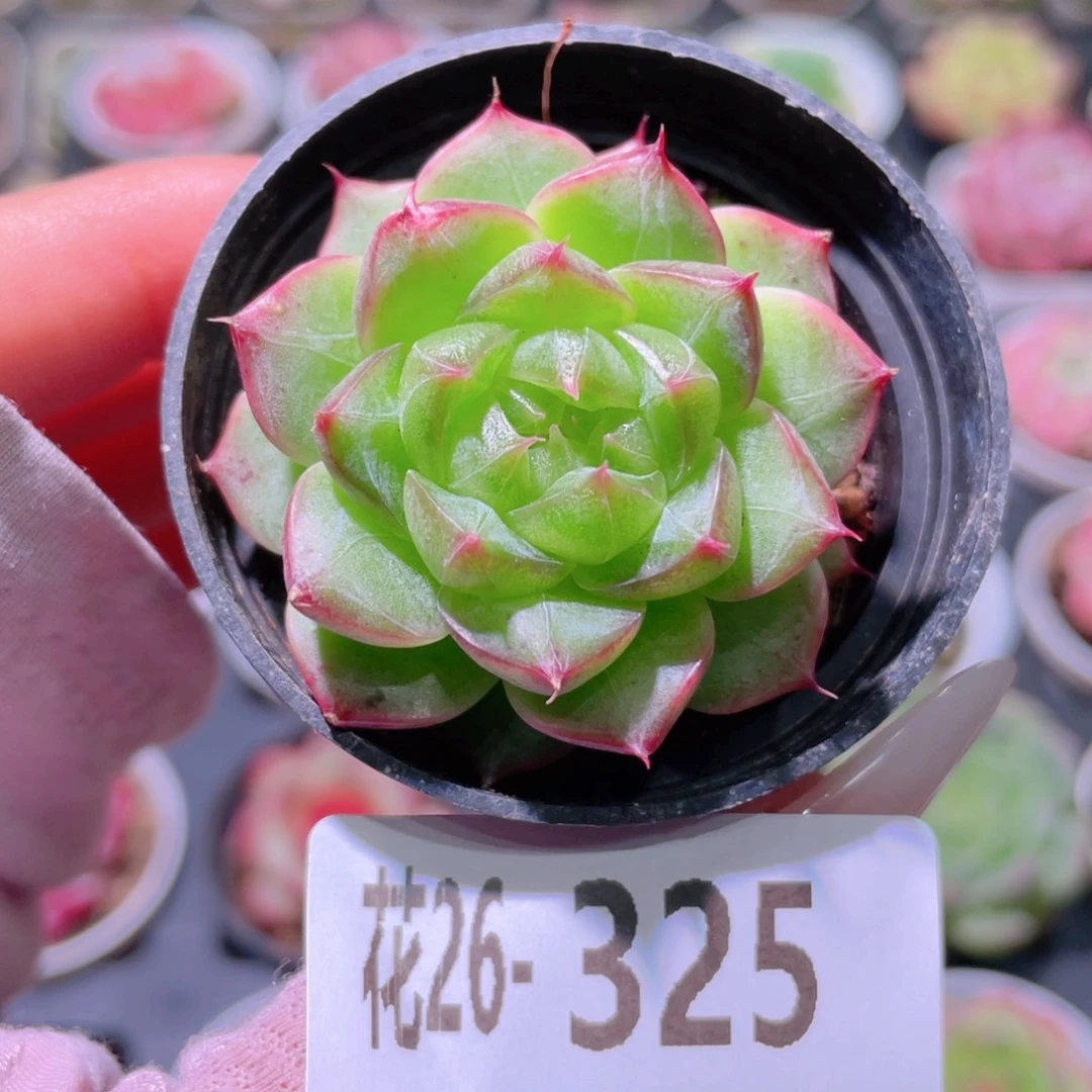 花利美26-325海王