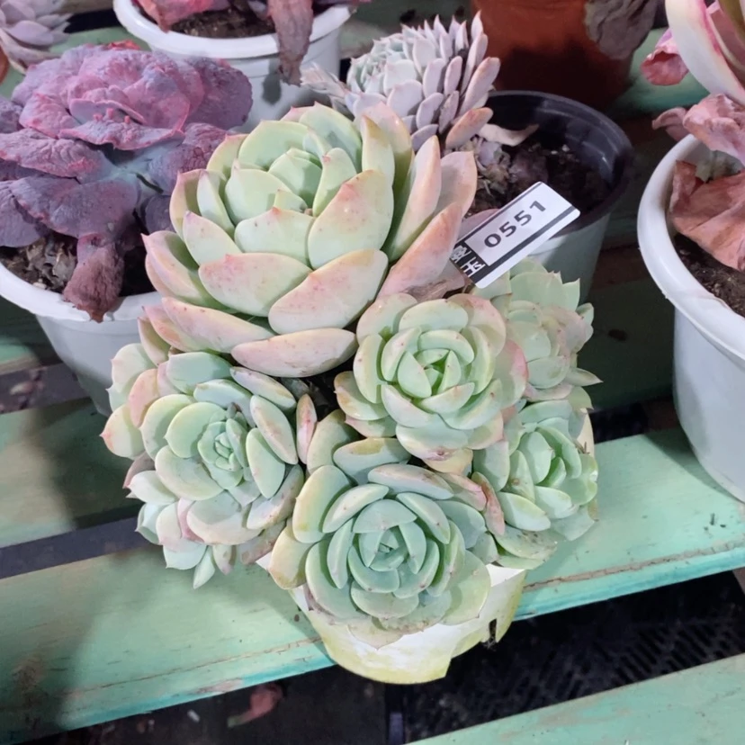 【闪购商品】恋曲0551