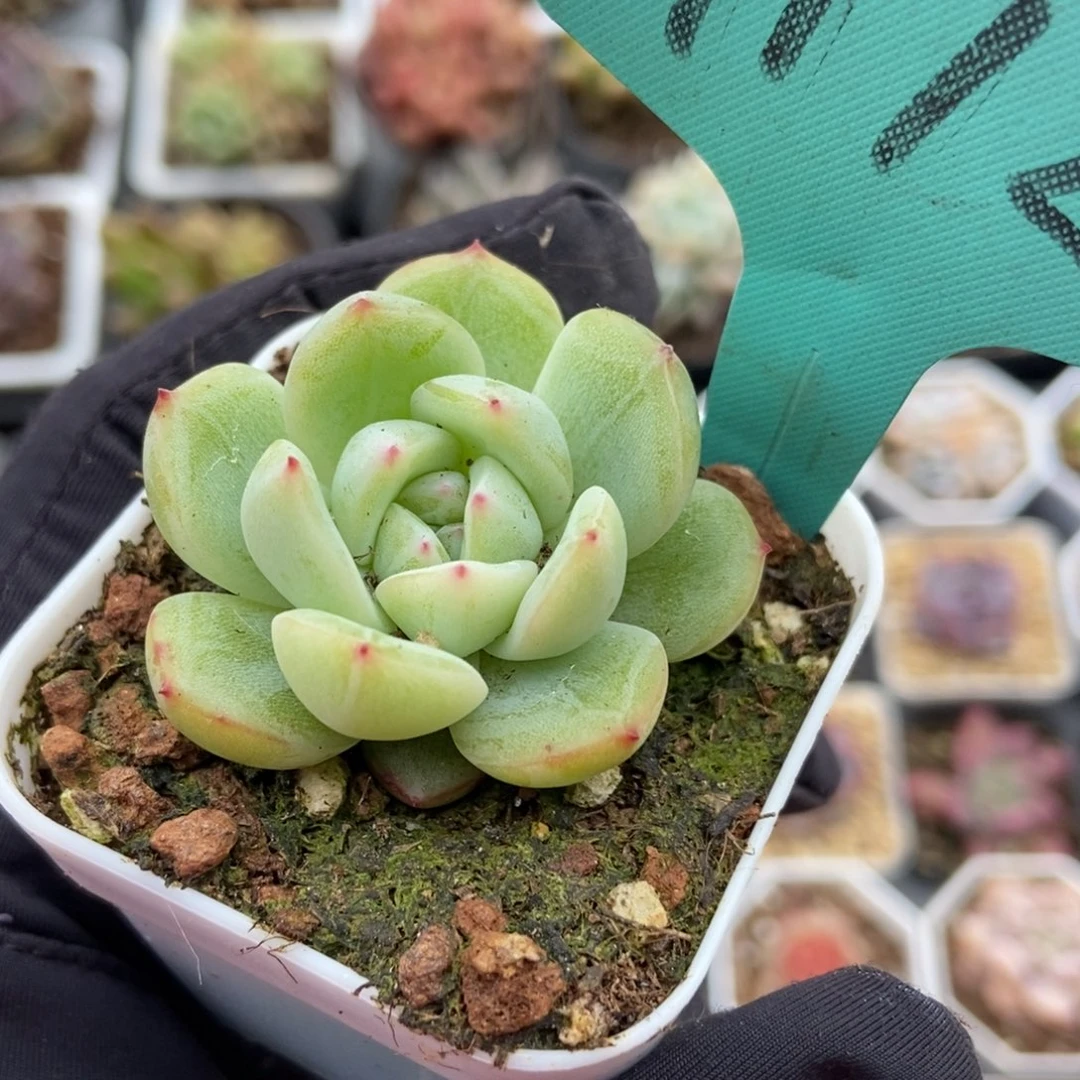 1172雪花珍妮多肉植物保护