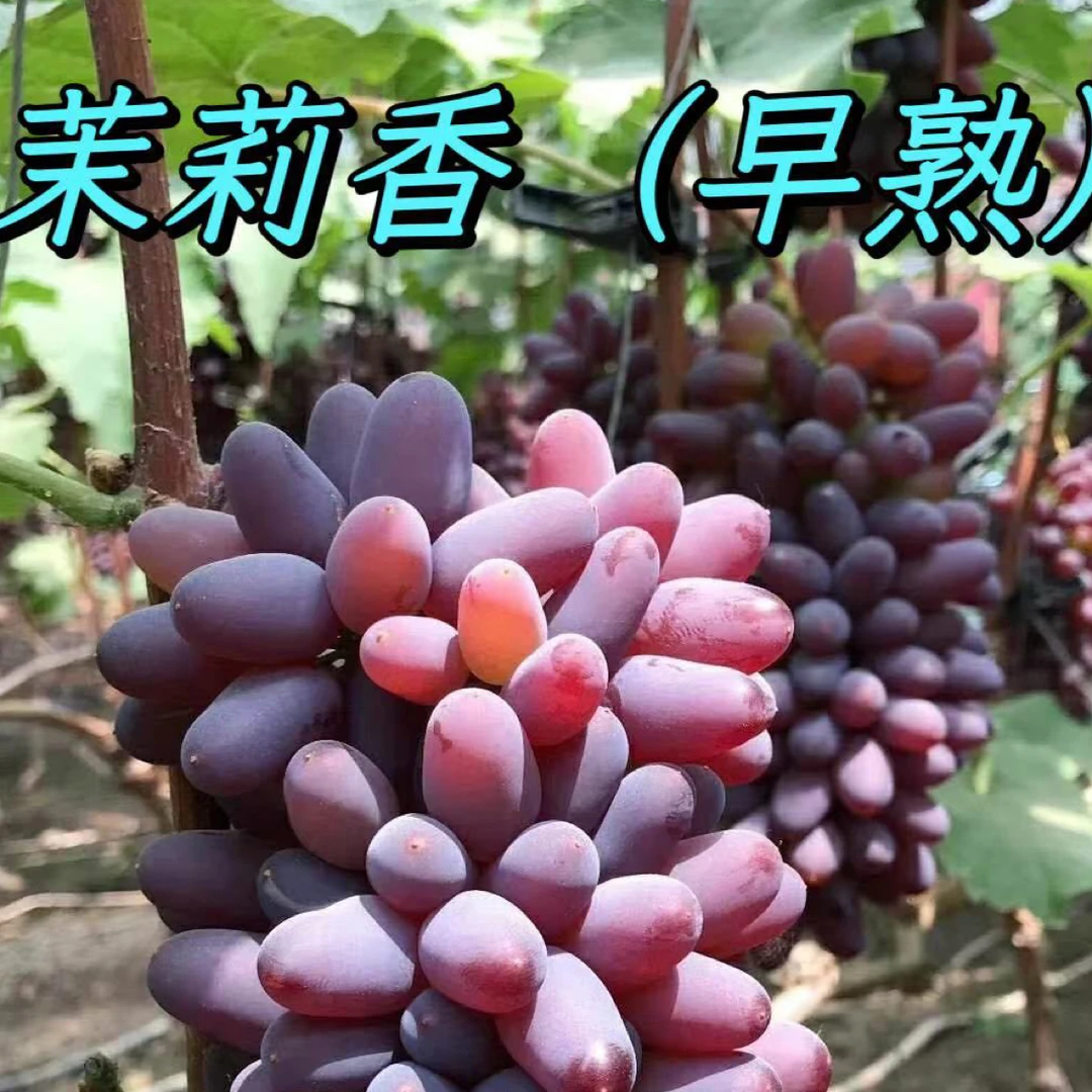 茉莉香嫁接苗（0.4起步）