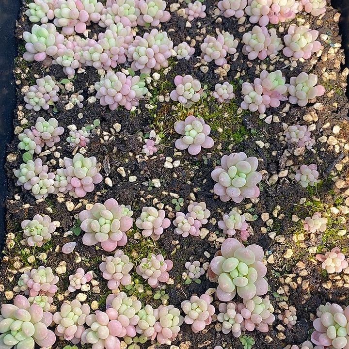 128 多肉植物盆栽花卉植物