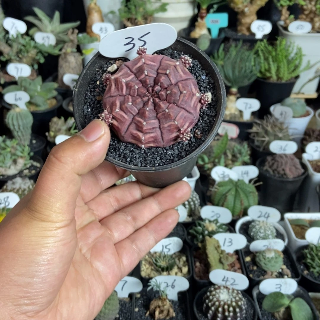 梦想仙人球一物一拍