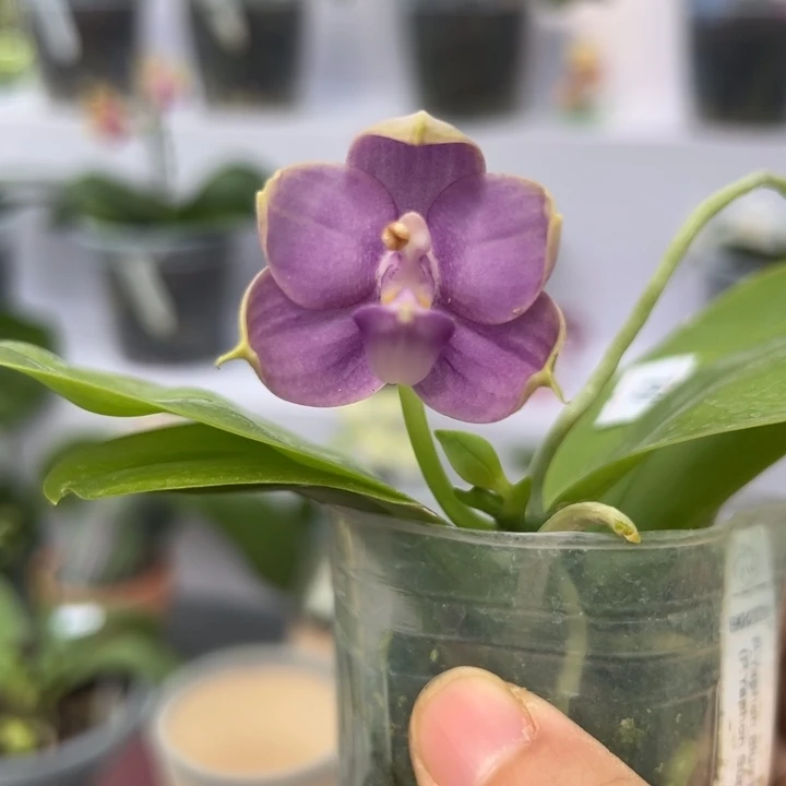 完全开放2.5寸杯BKH2231超可爱小圆紫 无敌浓郁栀子花香
