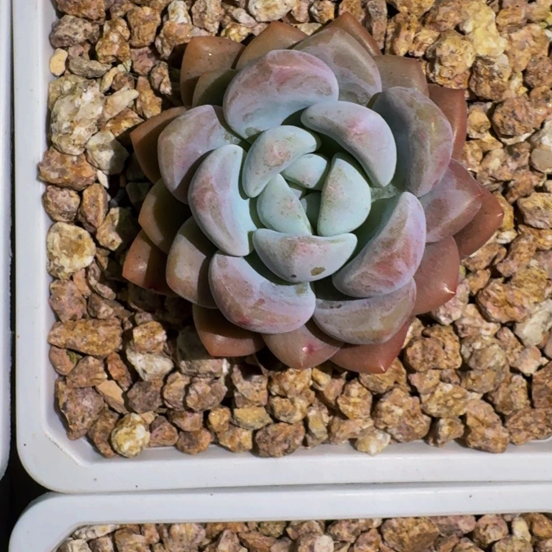 雷拉诺 单头 一物一拍