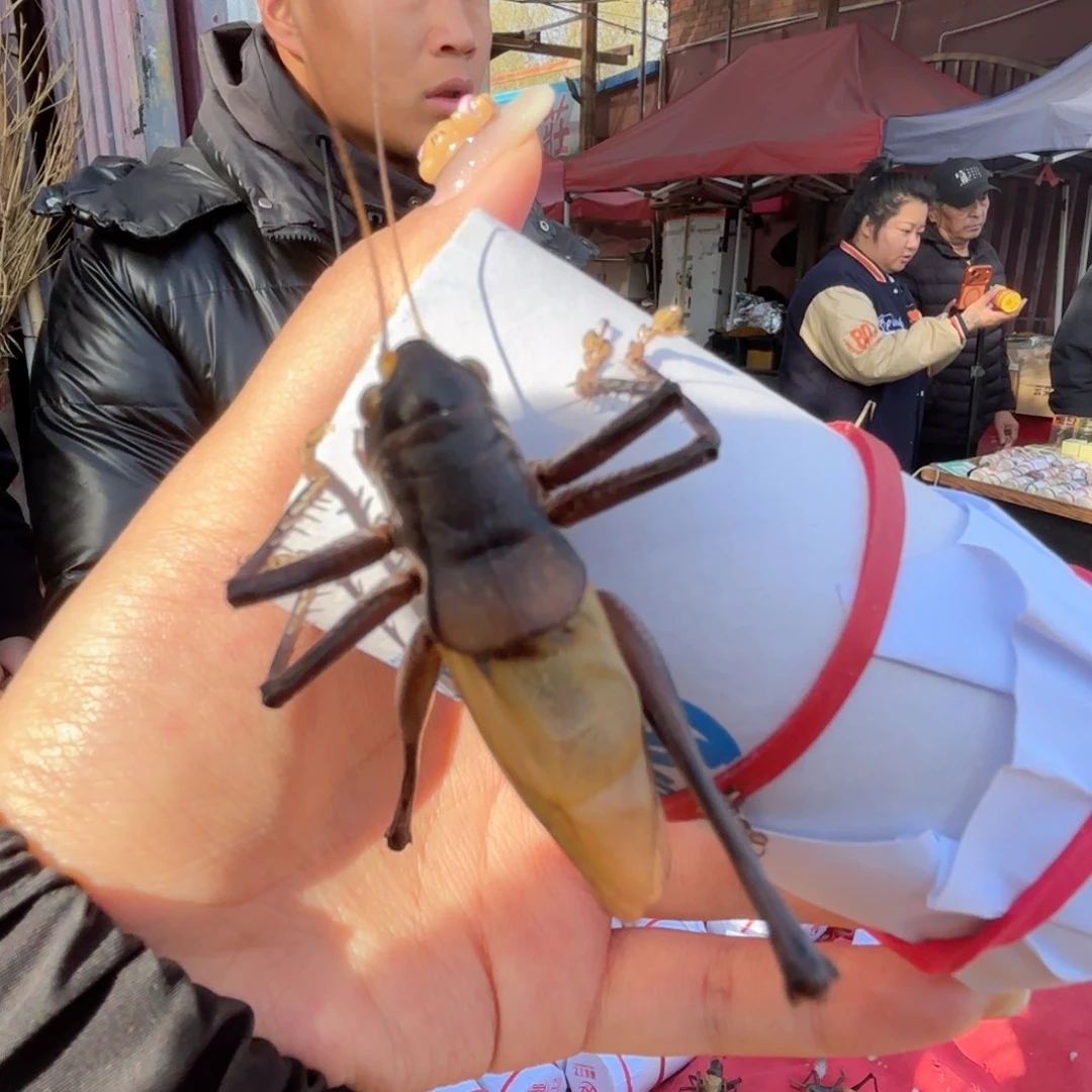 A***O蝈蝈蝈蝈福福价格