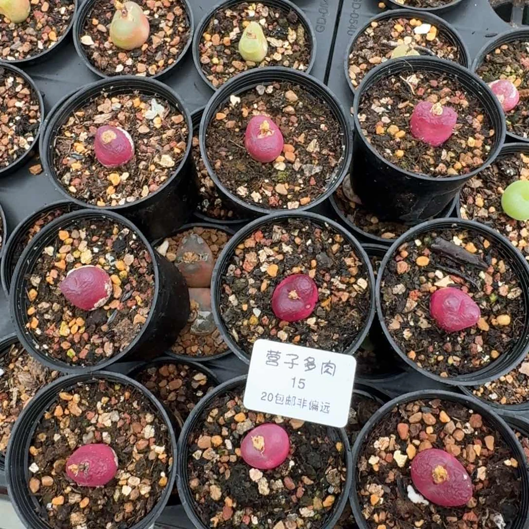 15九颗红毛脱土发货0000000