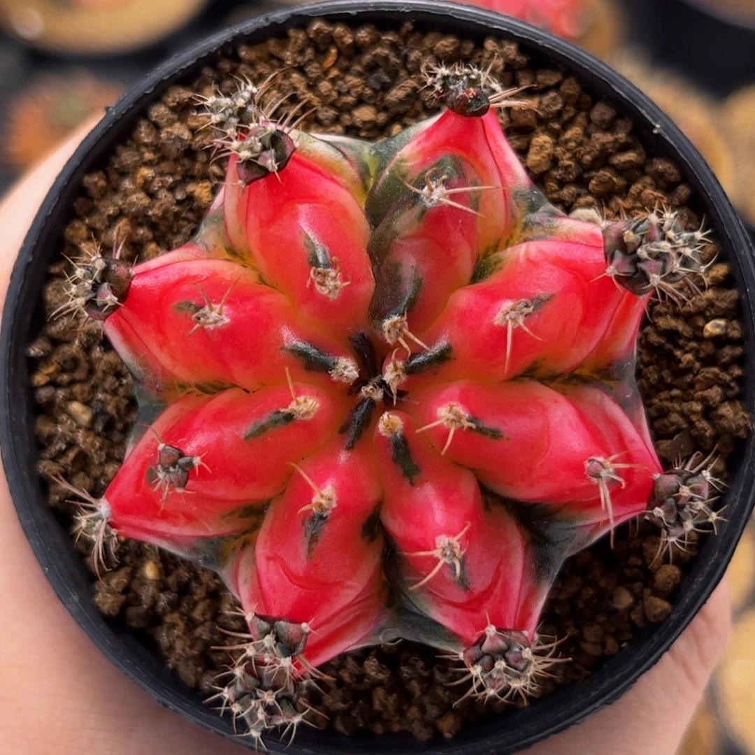 樱花水晶 米哈仙人球