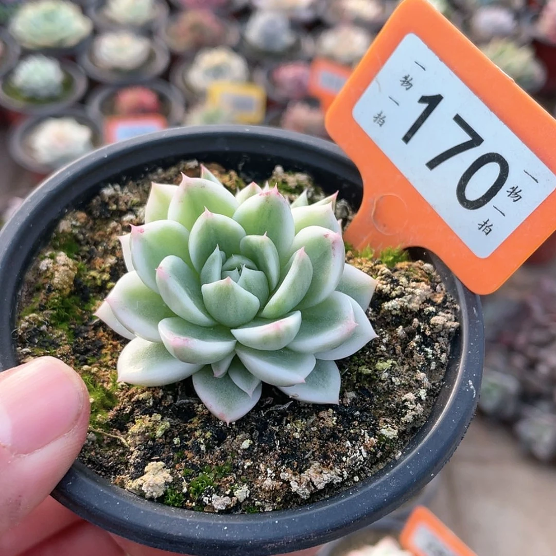 【闪购商品】170号