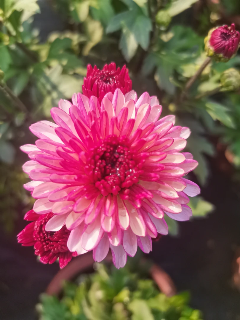 粉水晶荷兰菊四季花开室内外盆栽带花苞发货