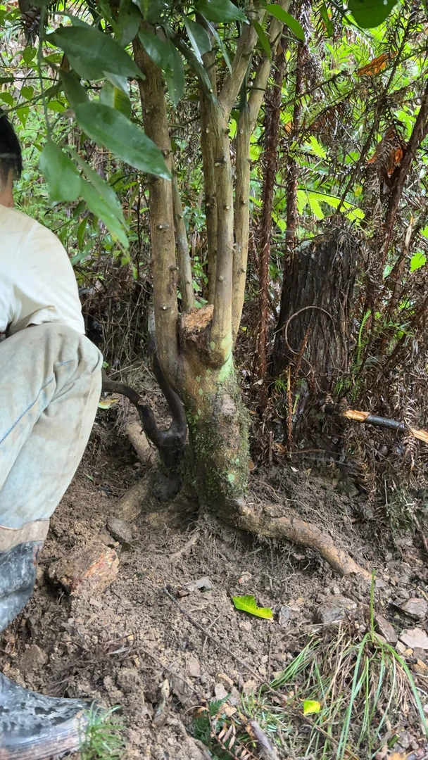 野生杂树桩 现挖现出猕猴桃牛奶果八月瓜五味子野樱桃刺梨山木香