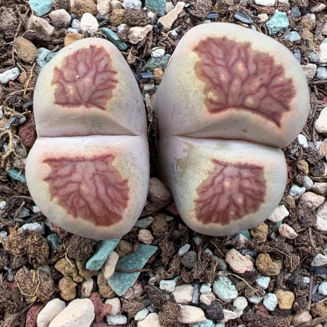 10.4好看的多肉脱土发货921