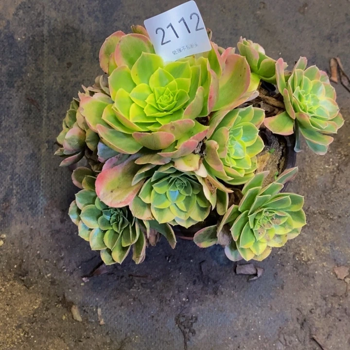 万奶白多肉断头不包2112