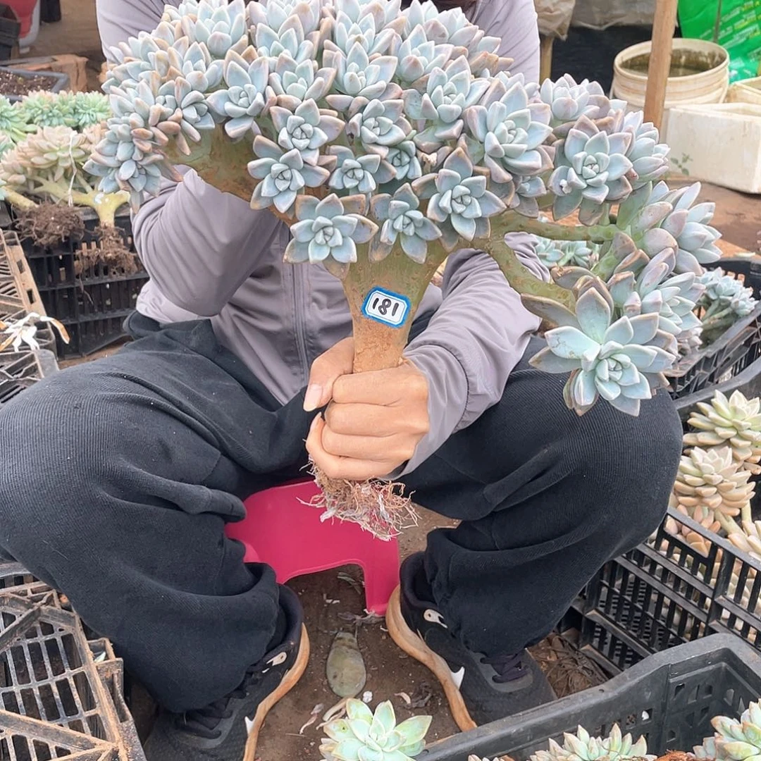 181 一物一拍淡雪缀