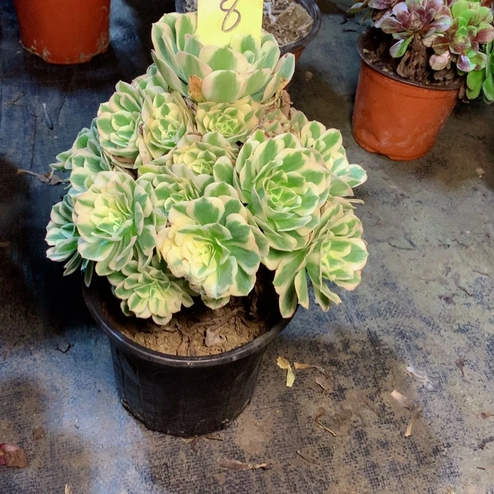 8迈巴赫多肉一物一拍