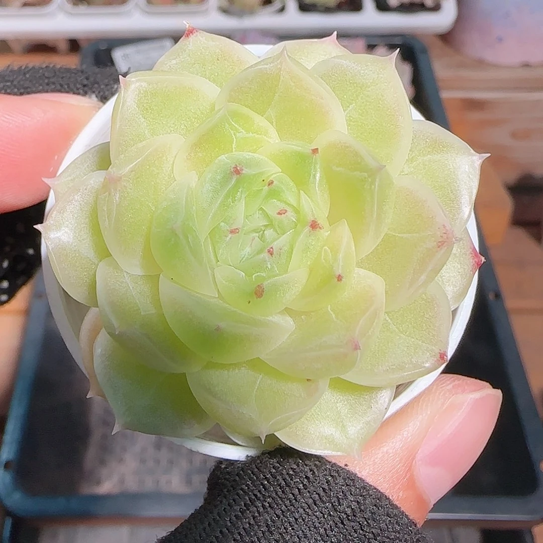 多肉1030--95福利