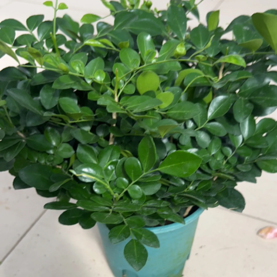 160九里香绿植盆栽