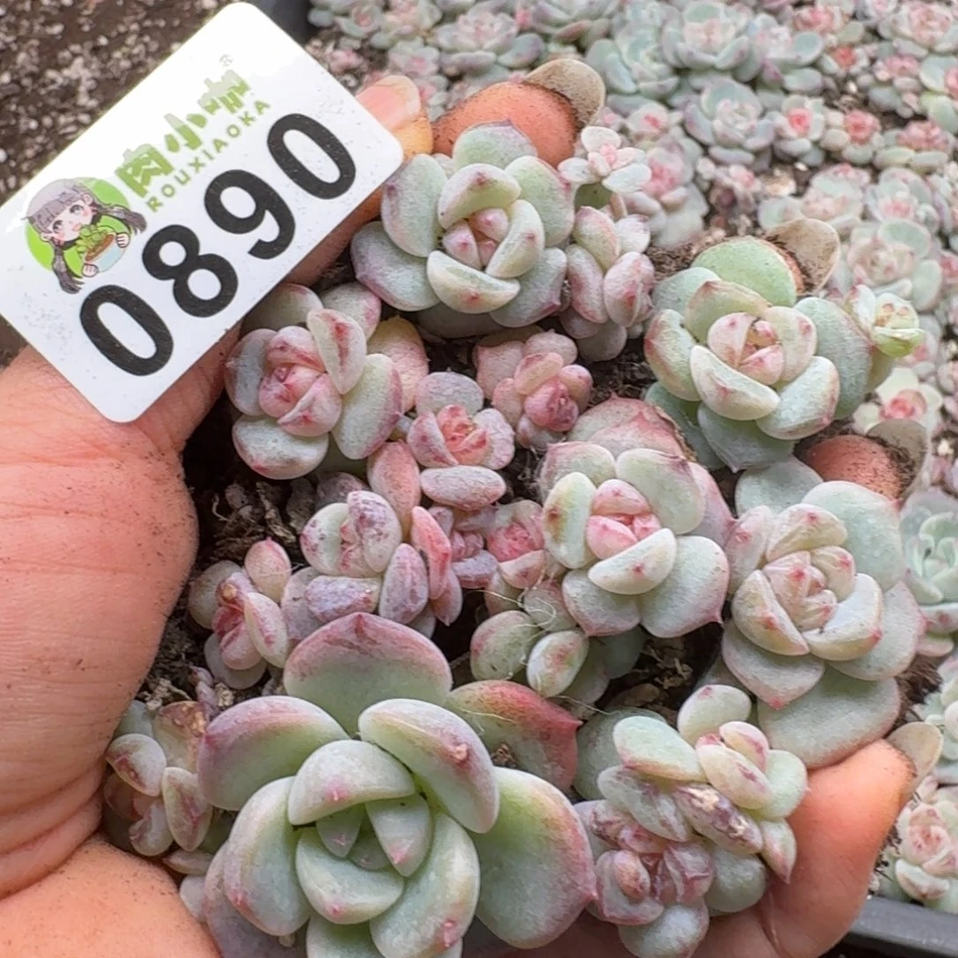 多肉植物多肉植物