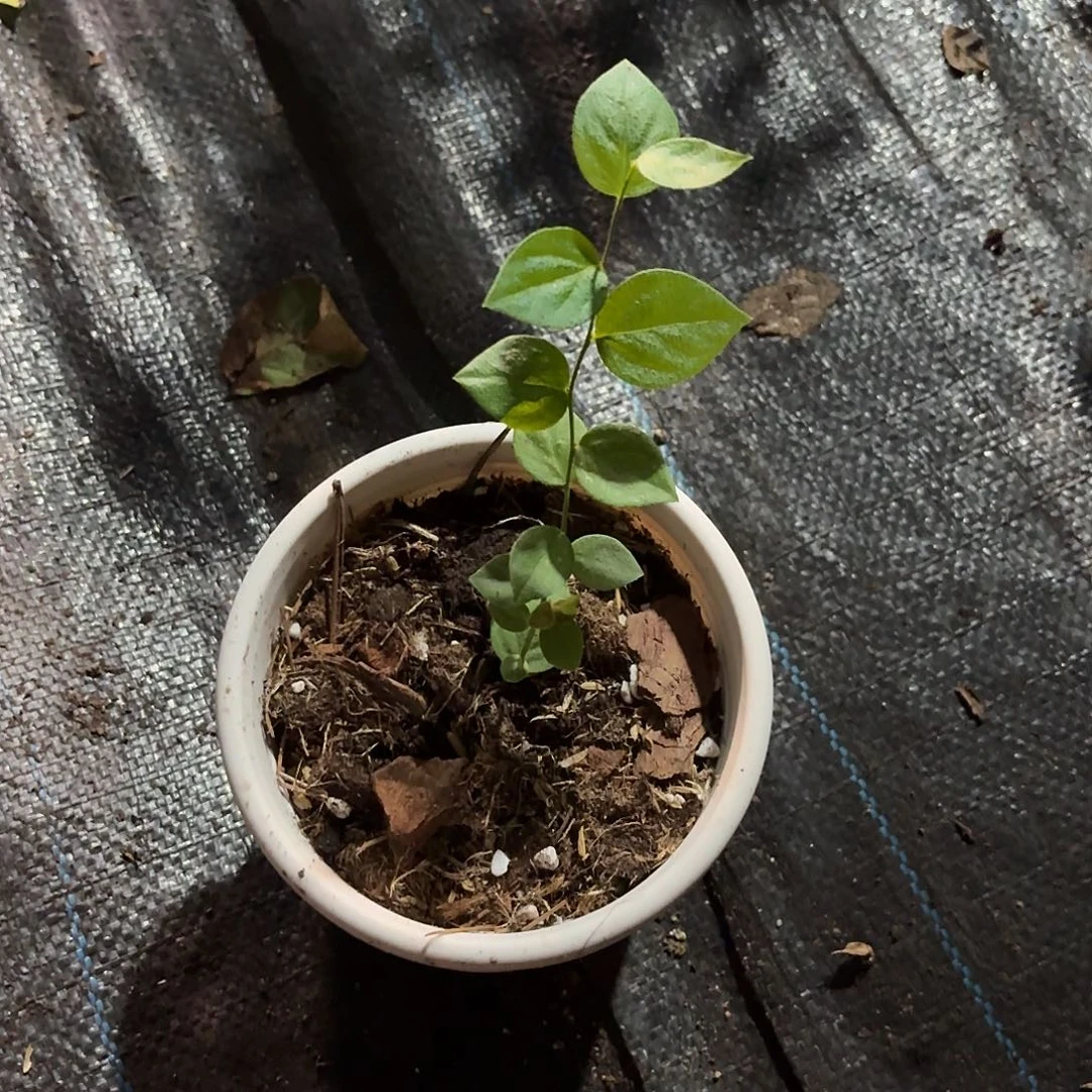 天价苔藓苗 3-3-3-3