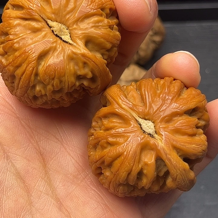 核桃秦岭突突突突突突