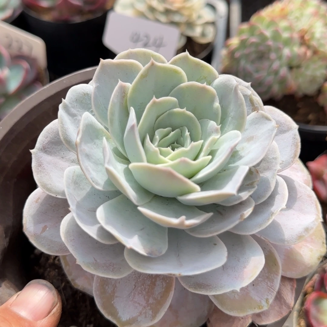 圣卡哭泣惊鸿一物一拍包装收缩花旱