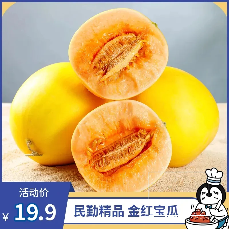 民勤蜜瓜精品金红宝瓜4.5-5斤8-9斤顺丰快递新鲜水果产地直发