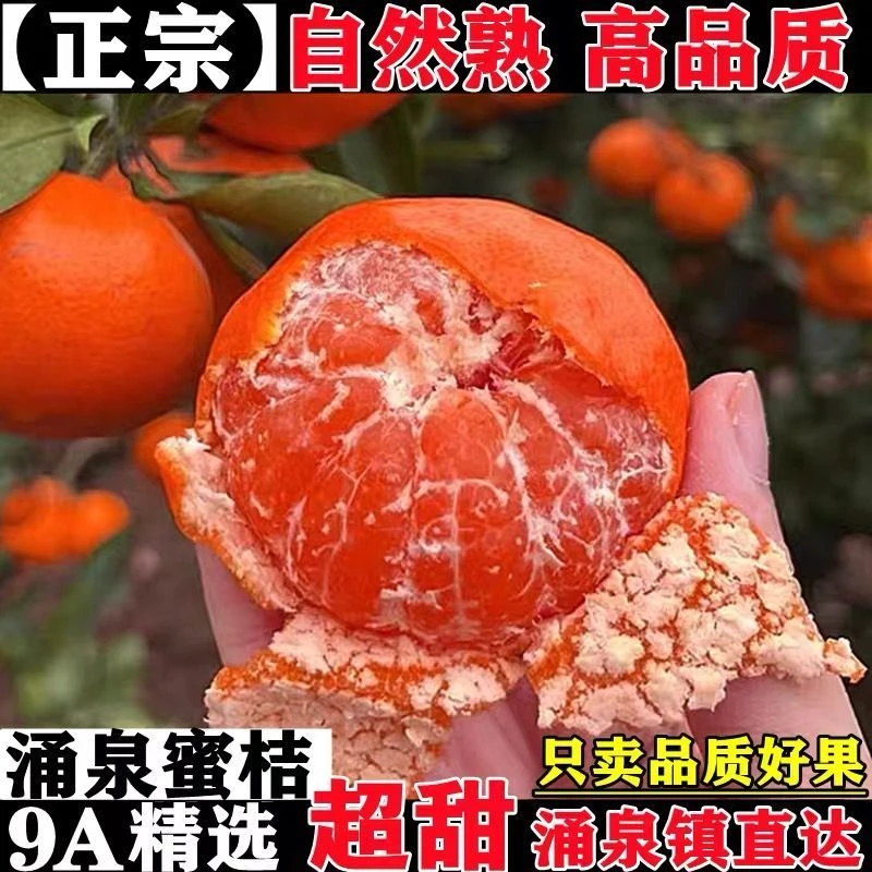新鲜浙江蜜桔当季水果现摘现发涌泉蜜桔薄皮无核无籽原产地直发