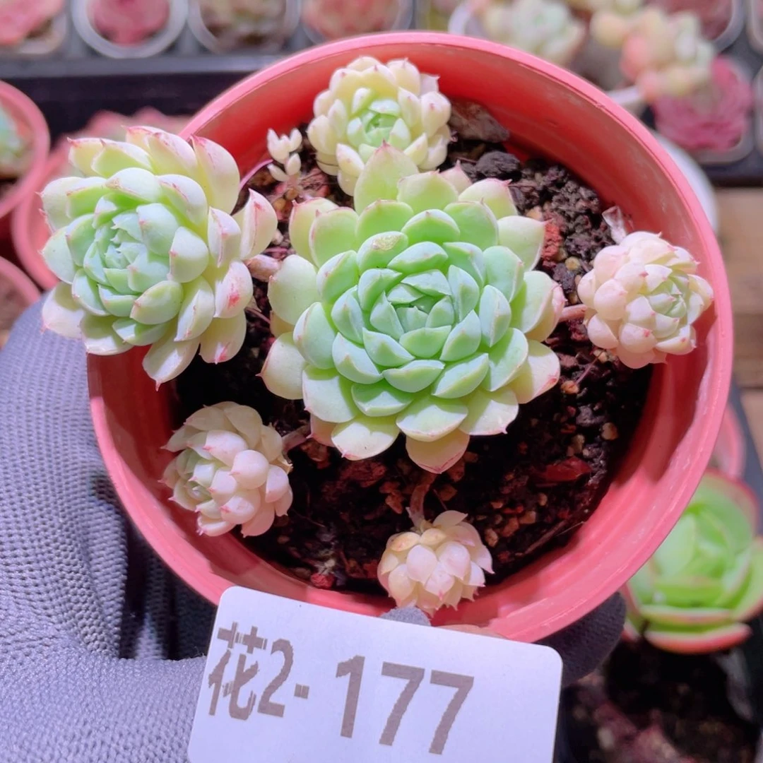 花利美 2-177羊脂球
