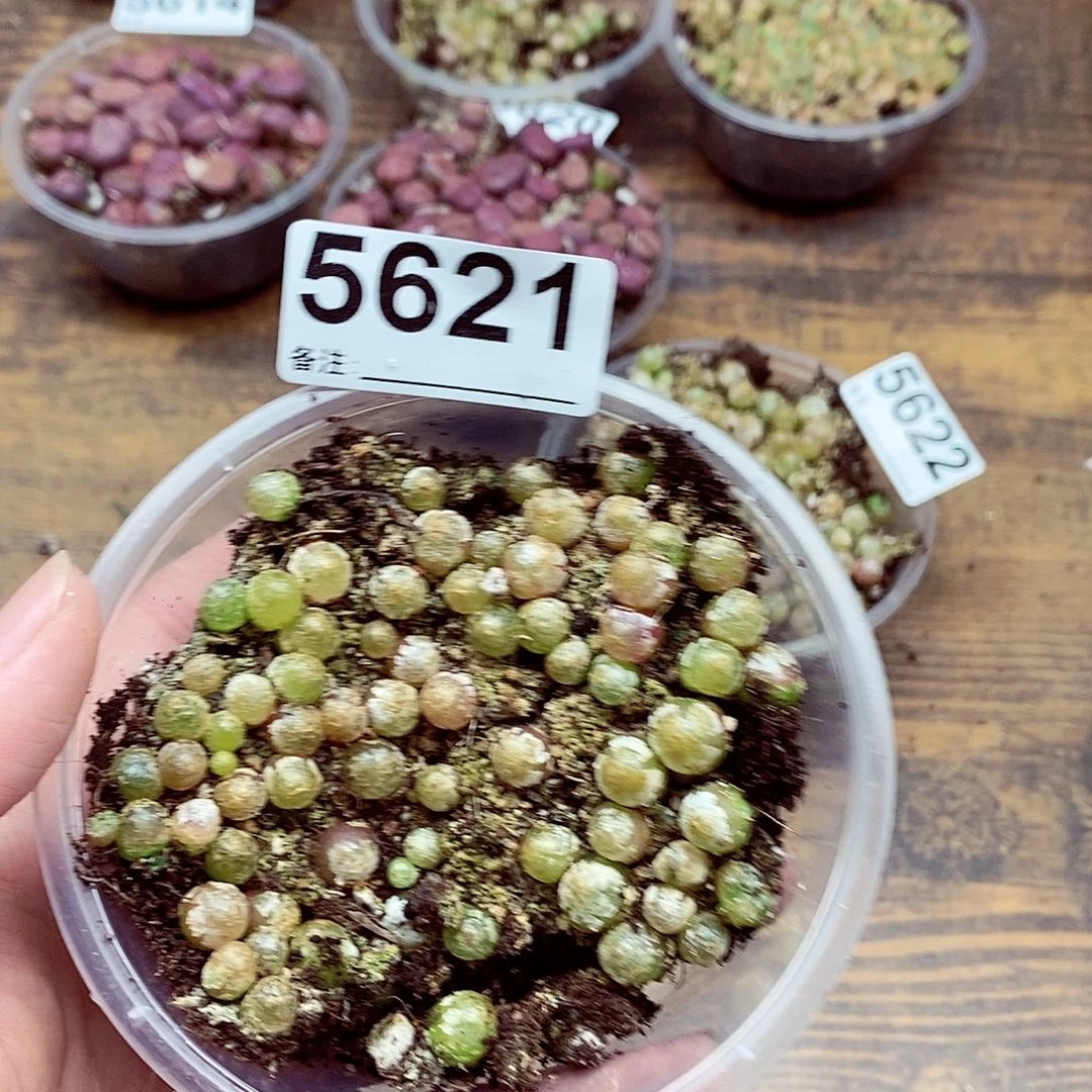 5621灯泡啦啦啦啦啦