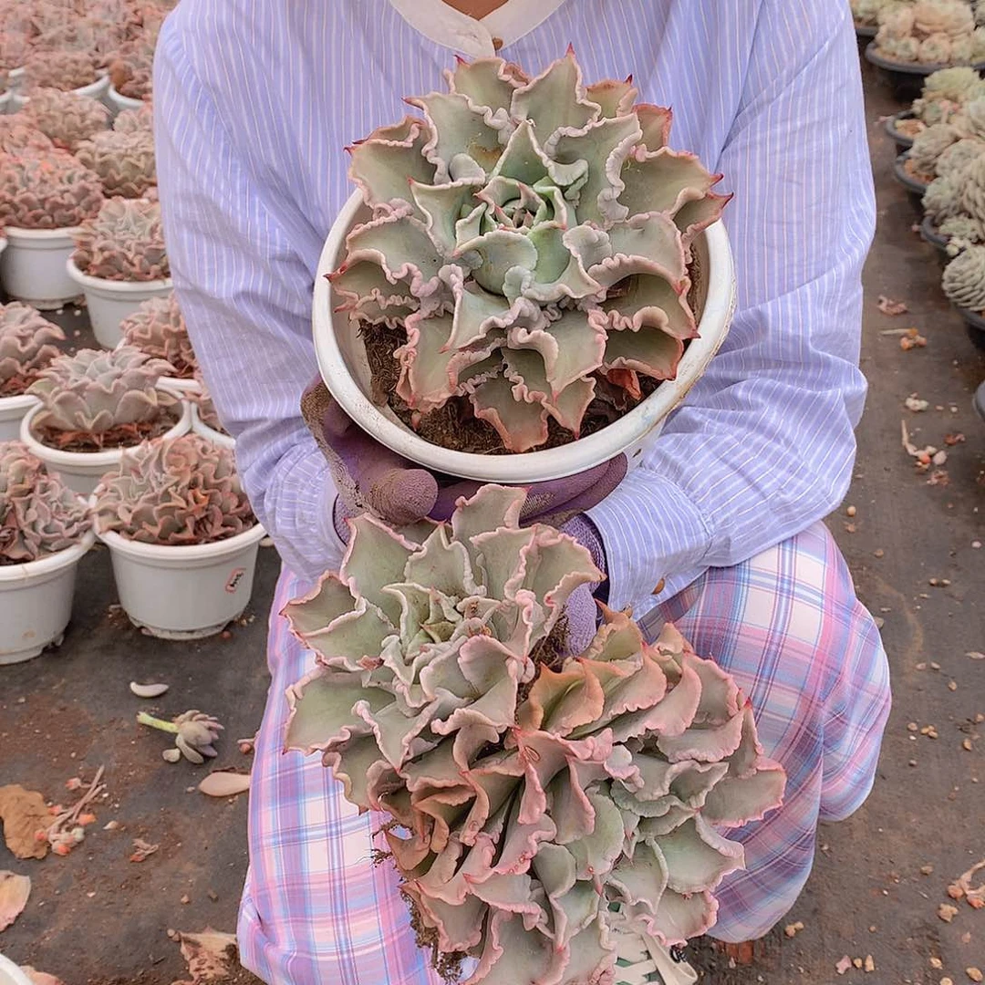 饺子皮2个9.9 多肉植物