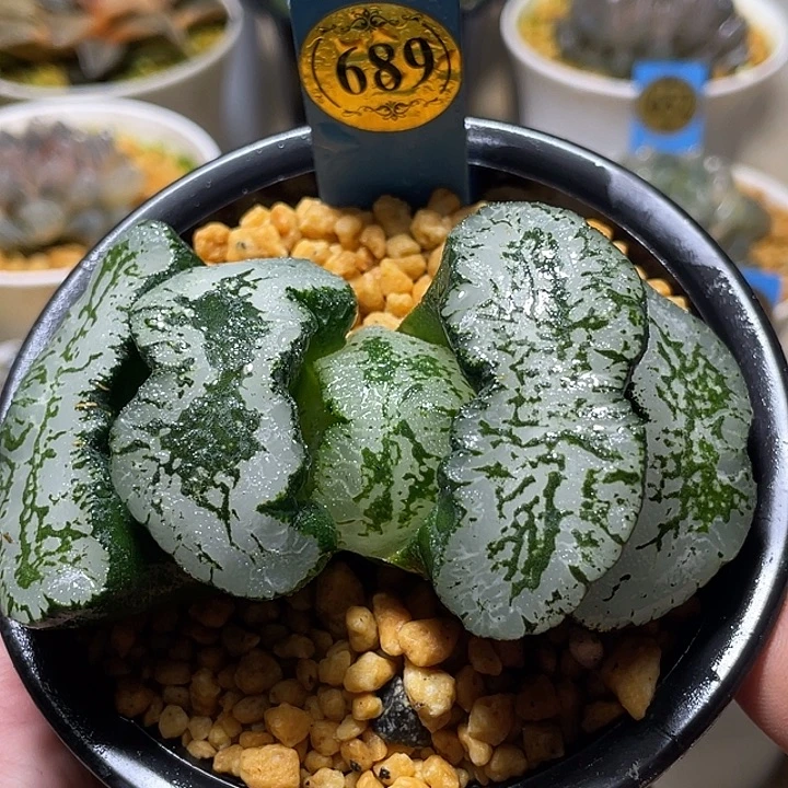 689蓝翼玉扇母本精养