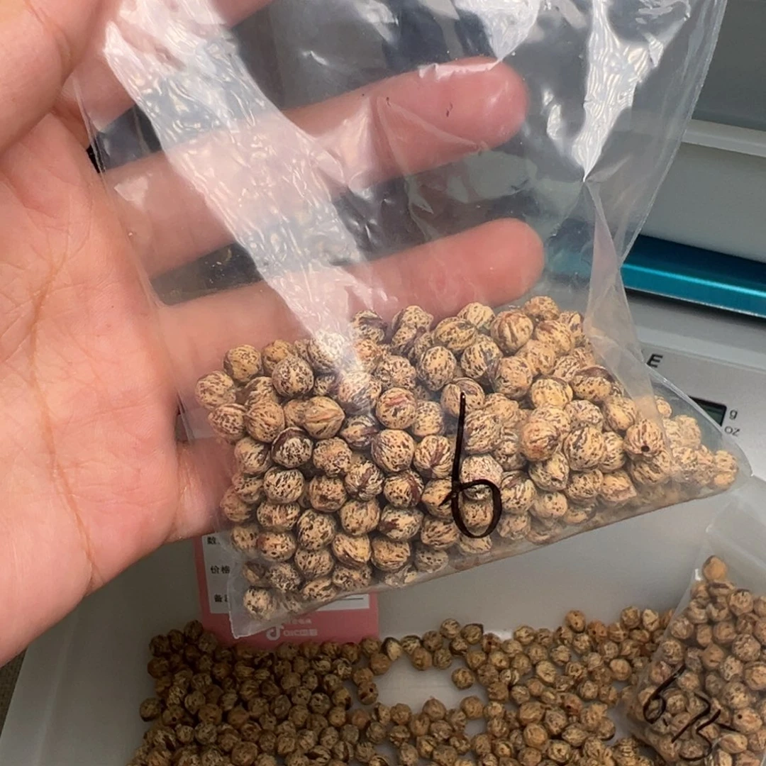 妖***柏香籽/百香籽吊坠