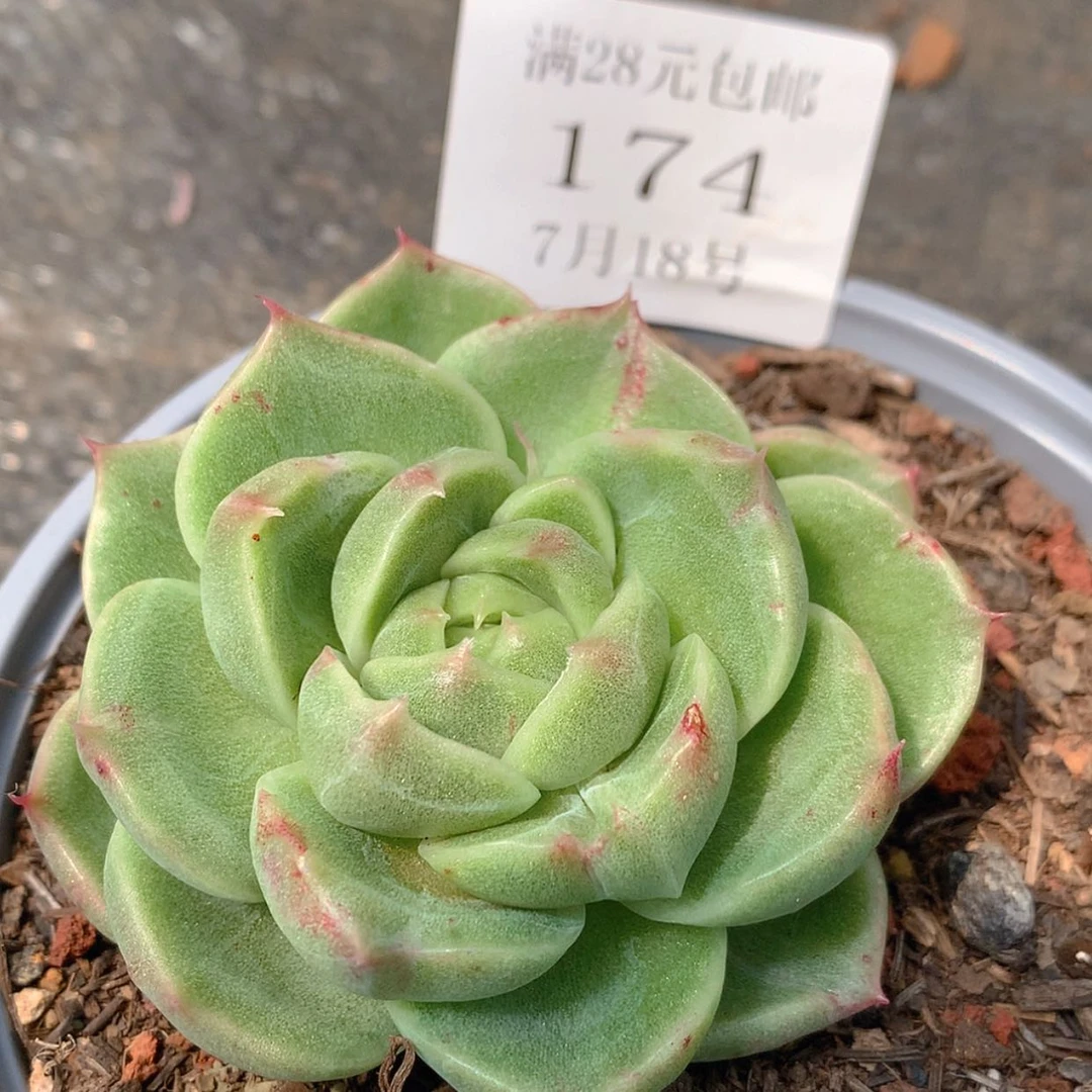 【闪购商品】云174号