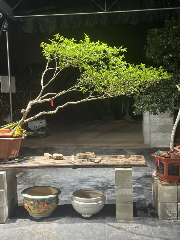 海岛栀子花精品盆景大飘枝大满冠室内外茶空间书房盆景