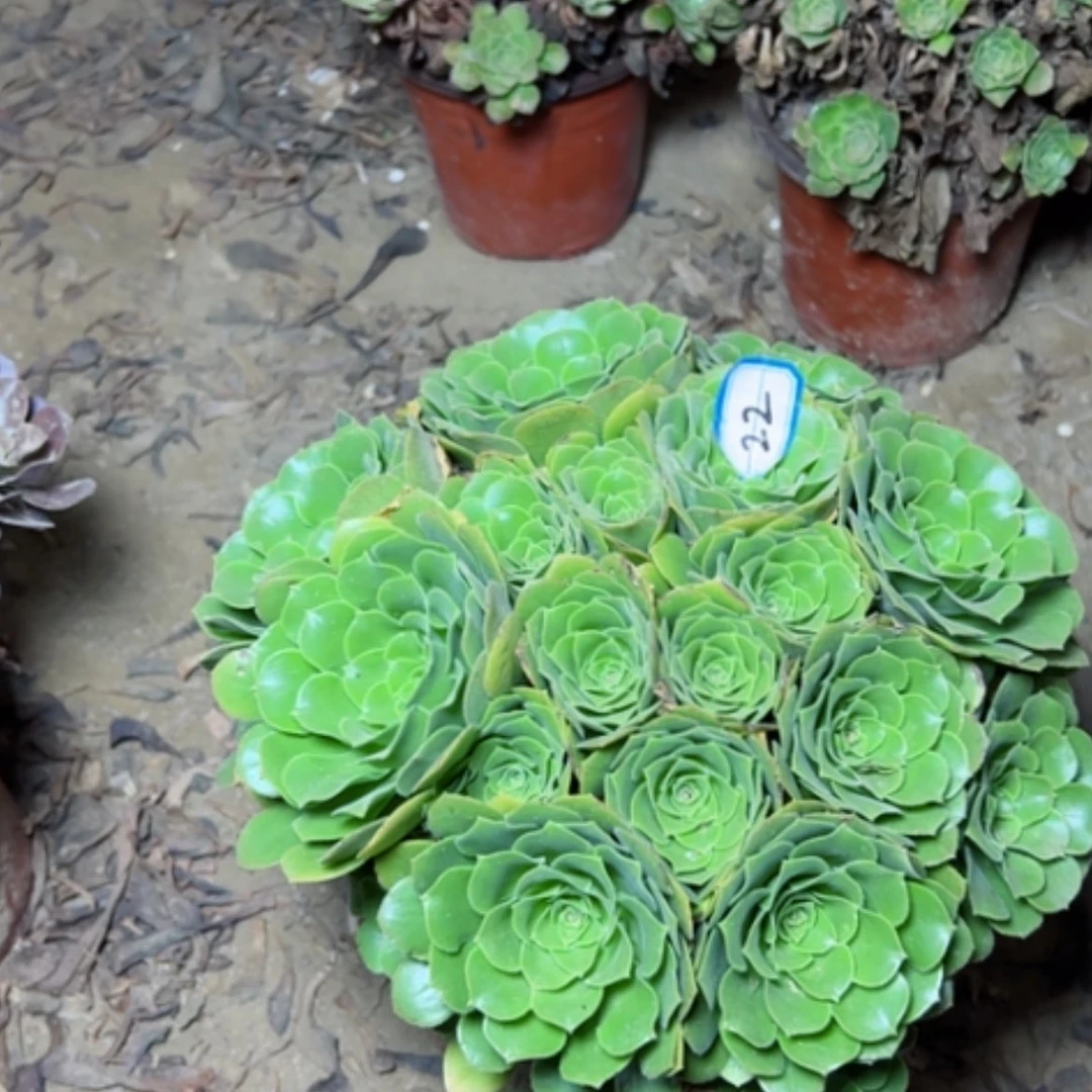 【闪购商品】小***?绿杨荣22