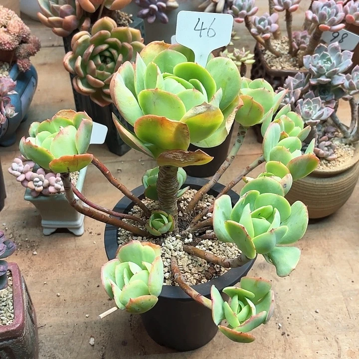 多肉植物，鸡蛋碧桃46号