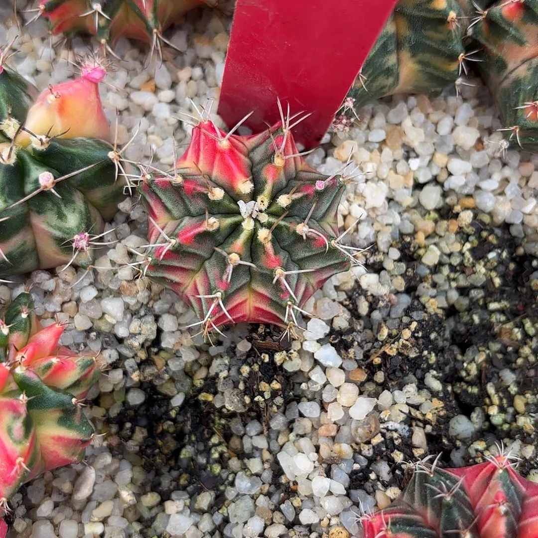 192-1015泰国发货多肉