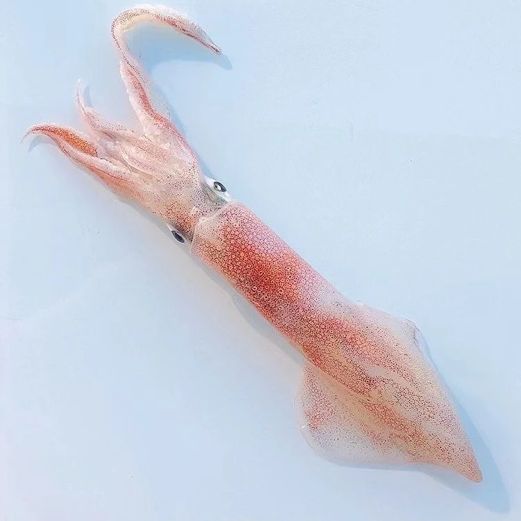 惠来神泉港 手钓鱿鱼3盒