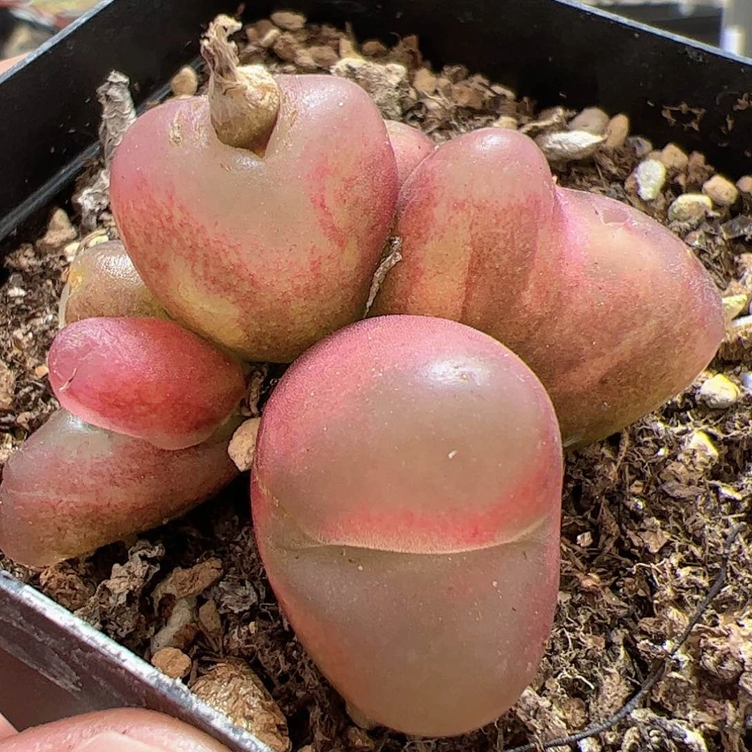 【闪购商品】129 吕氏锦