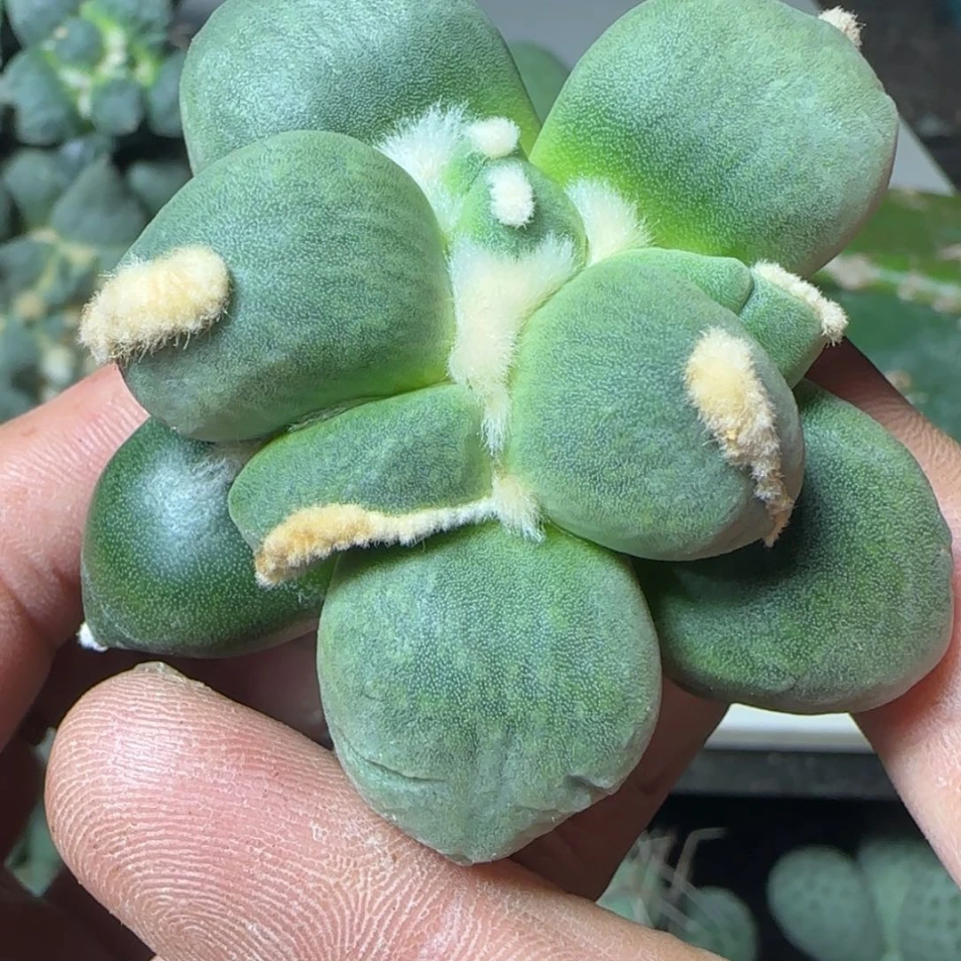 无花朵袖蒲苗接达摩蛋蛋507