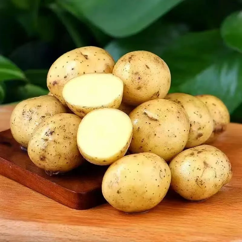 小土豆仔软糯黄心土豆新鲜腌咸菜首选土豆炖茄子