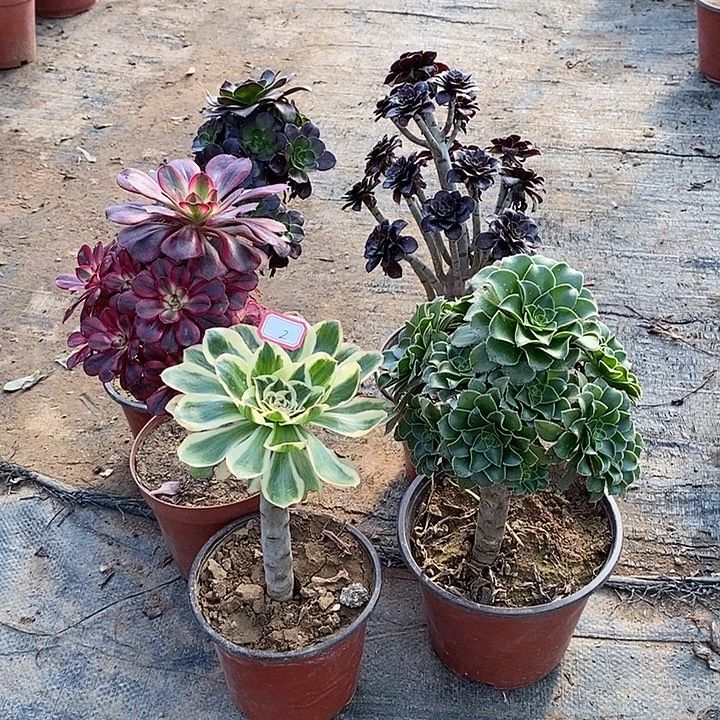 2，5颗多肉法师多肉法师