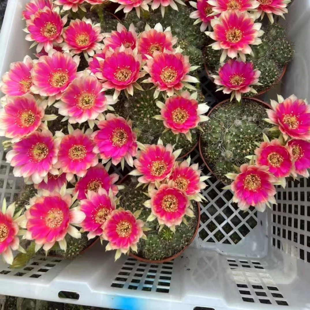 仙人球丽花56C仙人球盆栽开花易养活净化空气可桌摆办公室绿