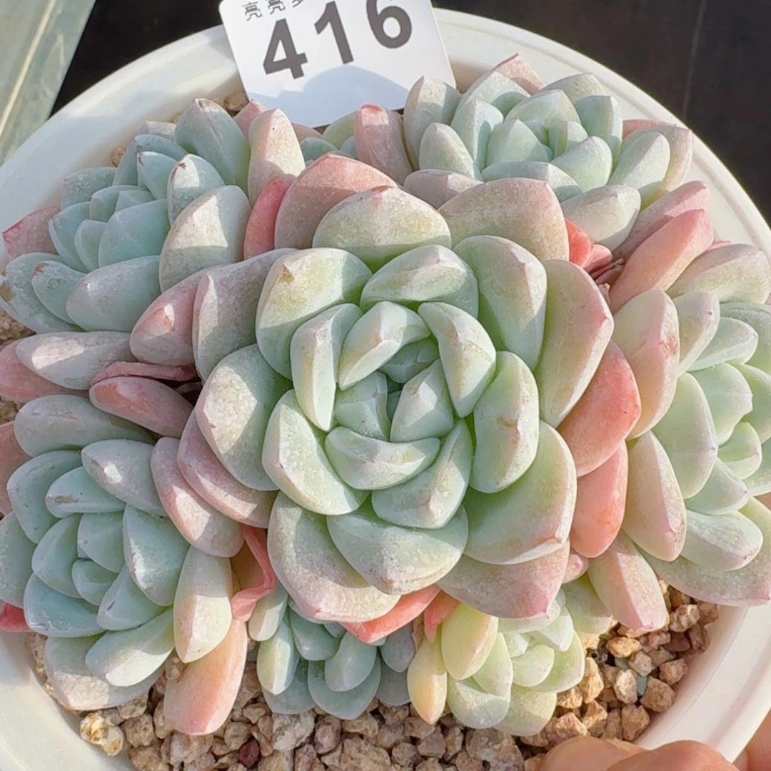 群生手捧花冰玉      愿你一路坦途，乘风破浪展宏图