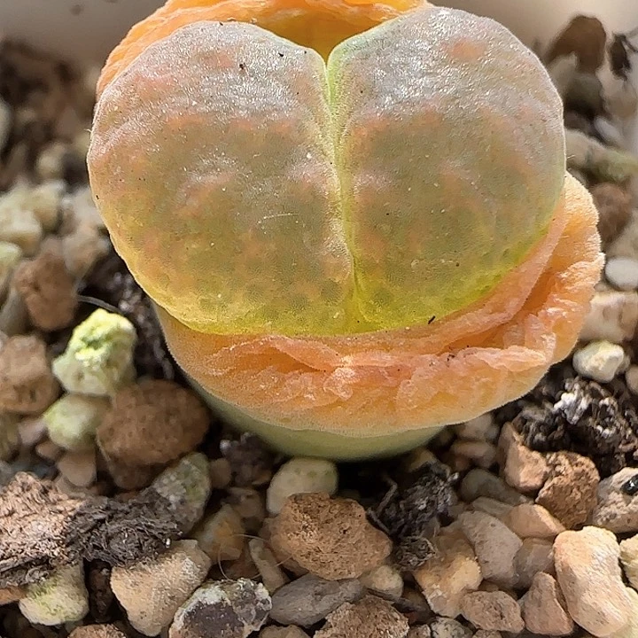 A164 美美哒风铃