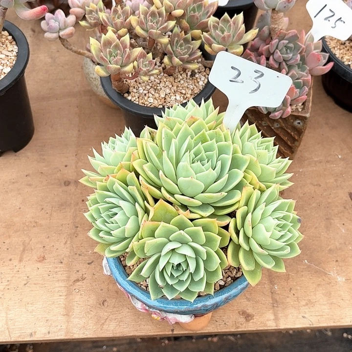 多肉植物，三色景23号